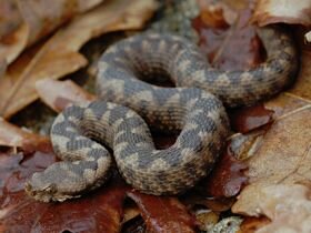 For comparison a Nose-horned Viper and Dice Snake are s