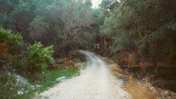 Photograph of Track in Olive Groves