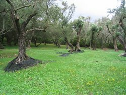 Fresh grass beneath the olive trees