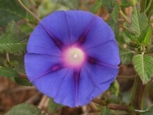 Convolvulus
