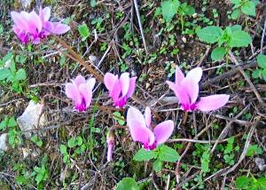 Tny wild cyclamen growing on a roadside bank