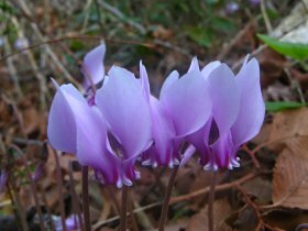 Autumn cyclamen
