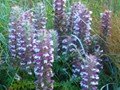 acanthus