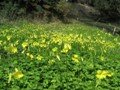 bermuda buttercup