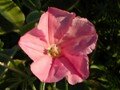 bindweed