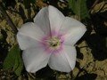 bindweed species