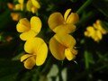 bird's foot trefoil