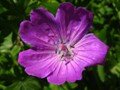 bloody cranesbill