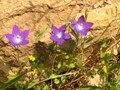 Campanula