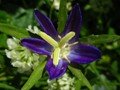 campanula ramosissima