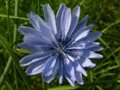 chicory