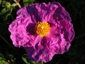 Cistus Crispus