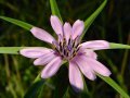 Salsify