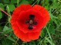 Poppy