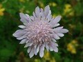 Scabious