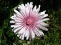 Pink Hawksbeard