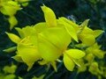 Spanish Broom
