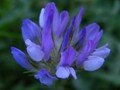 Pitch Trefoil