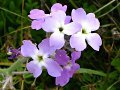 Sea Rocket ?