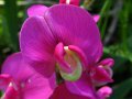 Everlasting Sweet Pea ?