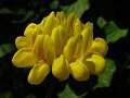 Greater Bird's Foot Trefoil