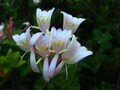 honeysuckle
