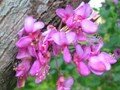 judas tree