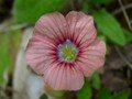 linum pubescens