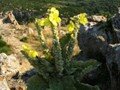 mullein