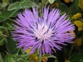 thistle