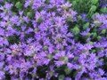 thymus