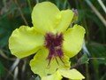 verbascum