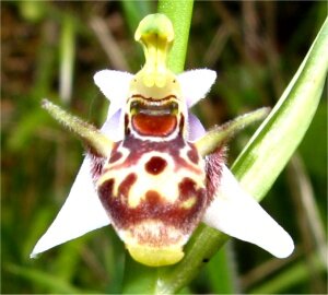 Photograph of bee orchid
