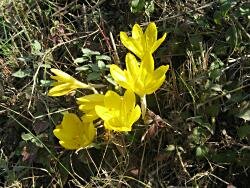 Sternbergia at roadside