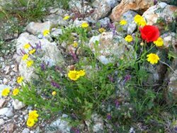 Spring mixture