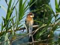 BEE EATER