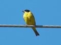 BEE EATER
