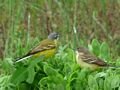 BEE EATER
