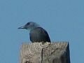 Blue Rock Thrush