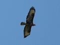 Buzzard