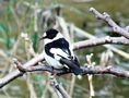 Collared Flycatcher