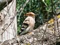 Hoopoe