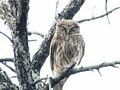 Little Owl 