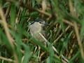 Night Heron