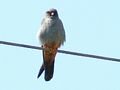 Red-footed Falcon