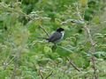 Sardinian Warbler 