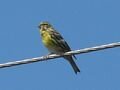 Serin