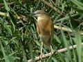 Hoopoe