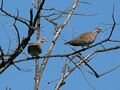 Turtledove pair 