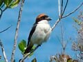 Woodchat 